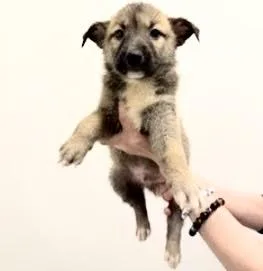 A baby small-sized male Labrador Retriever dog named Shadow for adoption in Houston, TX