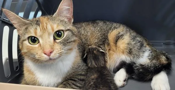 A young medium-sized female Domestic Short Hair cat named Fm for adoption in Lawrenceville, GA