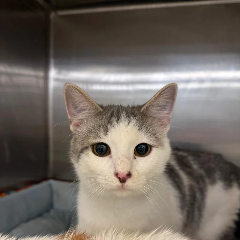 A baby small-sized male Gray / Blue / Silver Domestic Short Hair cat named Dean for adoption in Hagerstown, MD