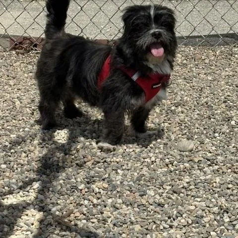 An adult small-sized male Shih Tzu dog named Pete for adoption in Turners Falls, MA