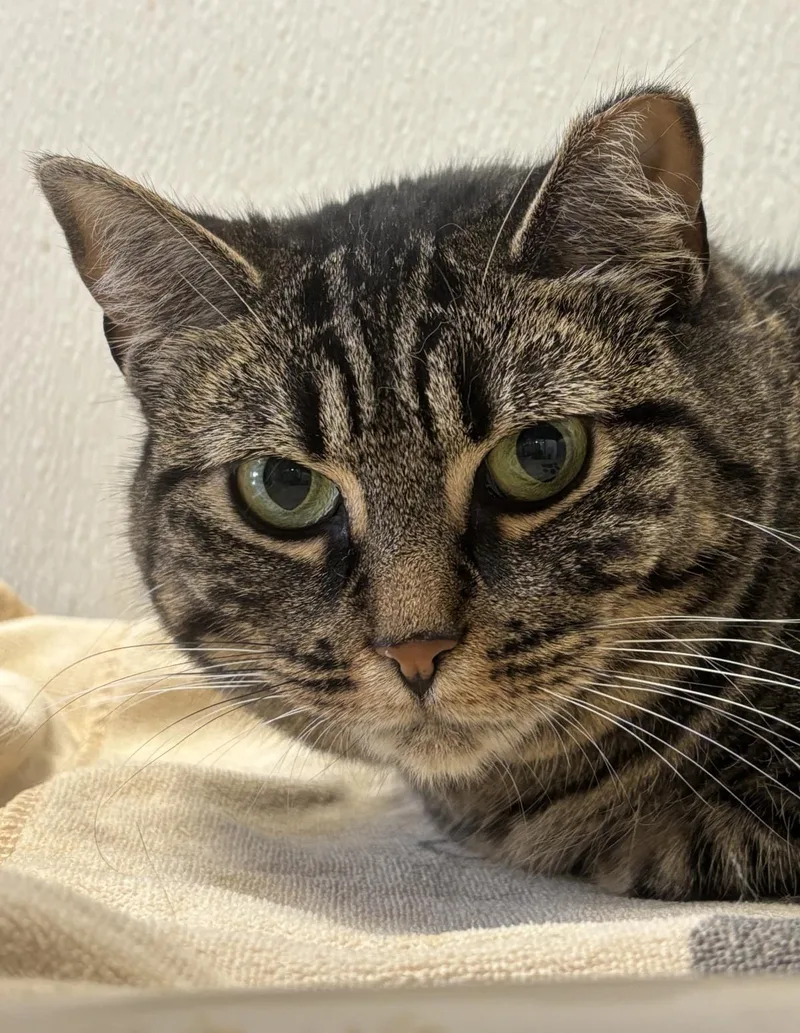 An adult large-sized female Domestic Short Hair cat named Glimmer for adoption in Beacon, NY