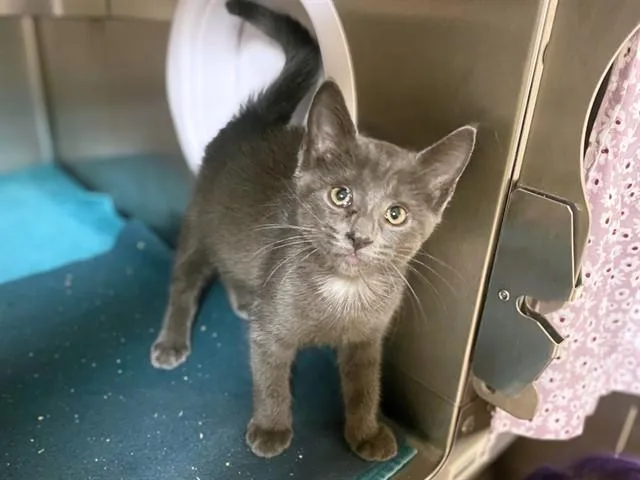 A baby small-sized male Domestic Short Hair cat named Peter Pan for adoption in Fort Wayne, IN