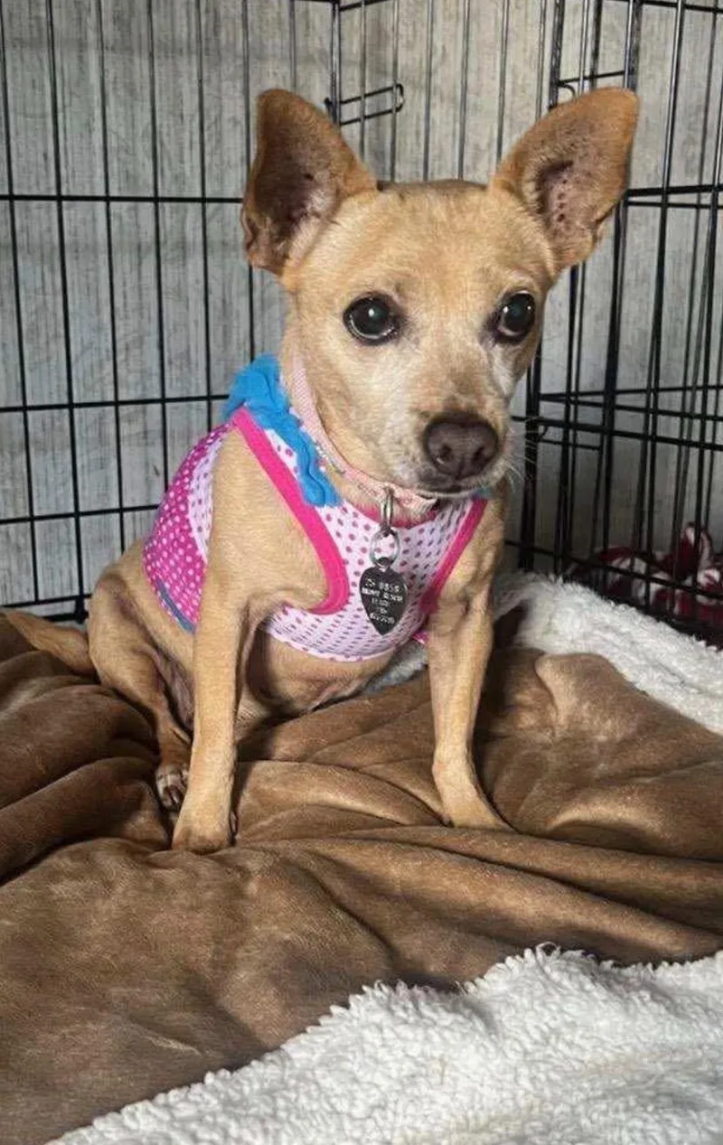 An adult small-sized female Apricot / Beige Chihuahua dog named Charletha for adoption in Armada, MI