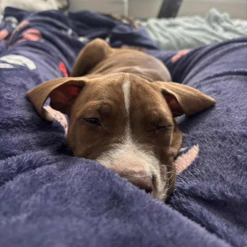 A baby large-sized female Brown / Chocolate Boxer dog named Monica for adoption in Tampa, FL