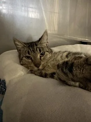 An adult small-sized female Brown / Chocolate Domestic Medium Hair cat named Elizabeth for adoption in Covington, LA