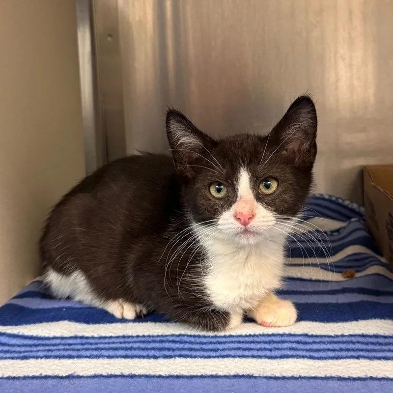 A baby small-sized male Black Domestic Short Hair cat named Togo for adoption in Newark, NJ