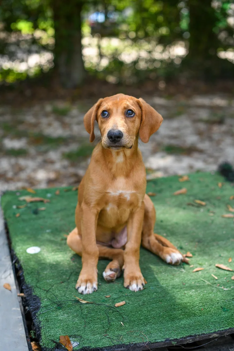 A baby medium-sized male Brown / Chocolate Mixed Breed dog named Dakota for adoption in BONIFAY, FL