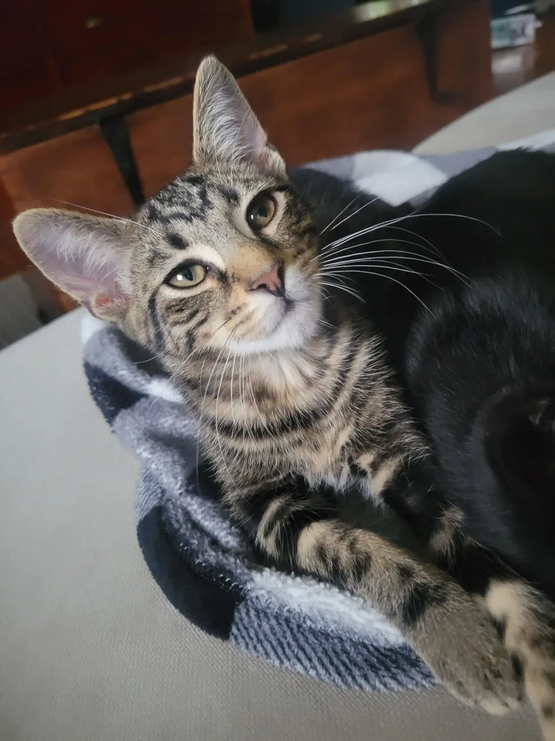 A baby medium-sized male Domestic Short Hair cat named Maru for adoption in Walled Lake, MI