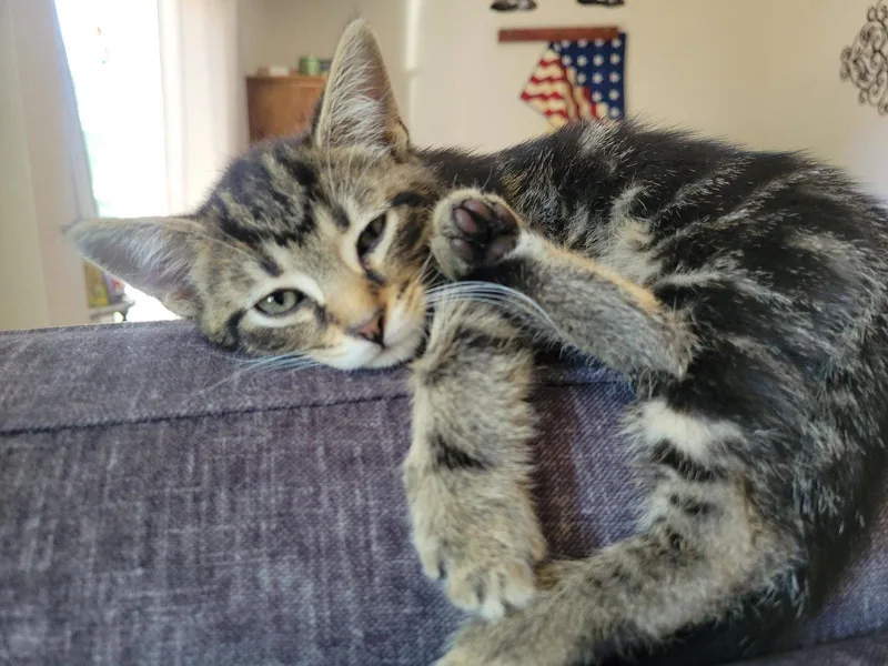 Maru thumbnail 2