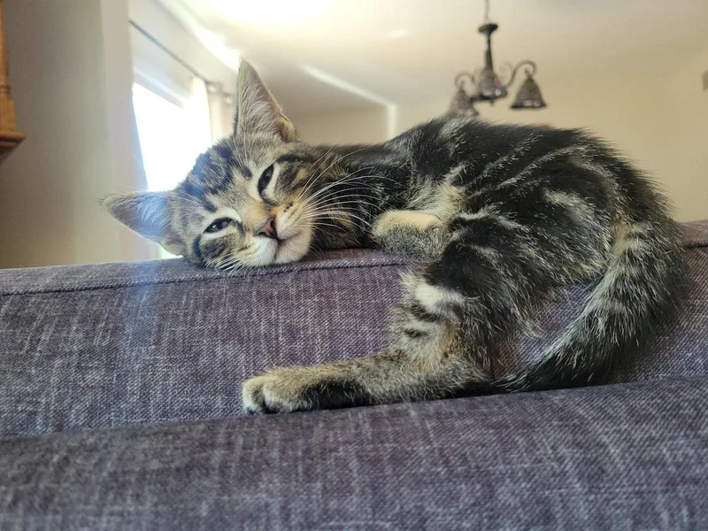 Maru thumbnail 3