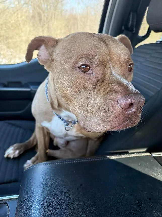 An adult large-sized male Pit Bull Terrier dog named Pharaoh for adoption in Glenfield, NY