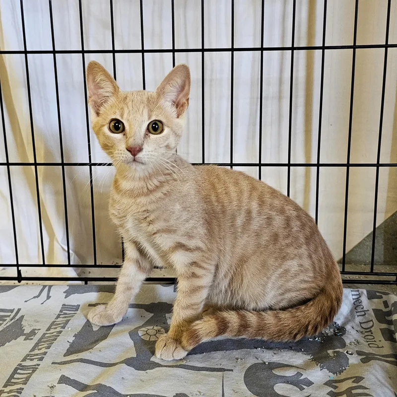 Leo