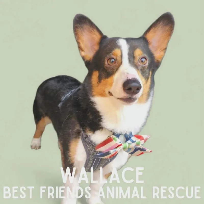 Wallace