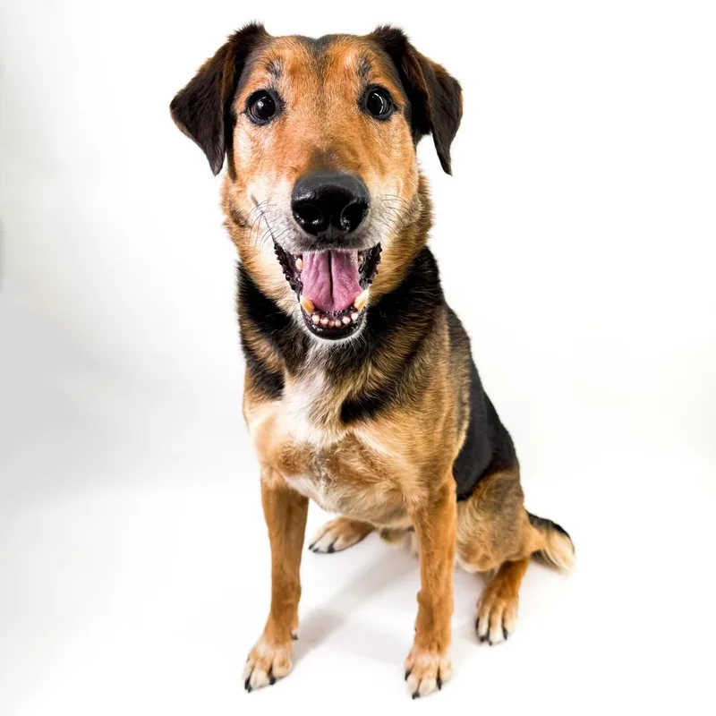 An adult medium-sized male Brown / Chocolate Shepherd dog named Raleigh for adoption in Scottsdale, AZ