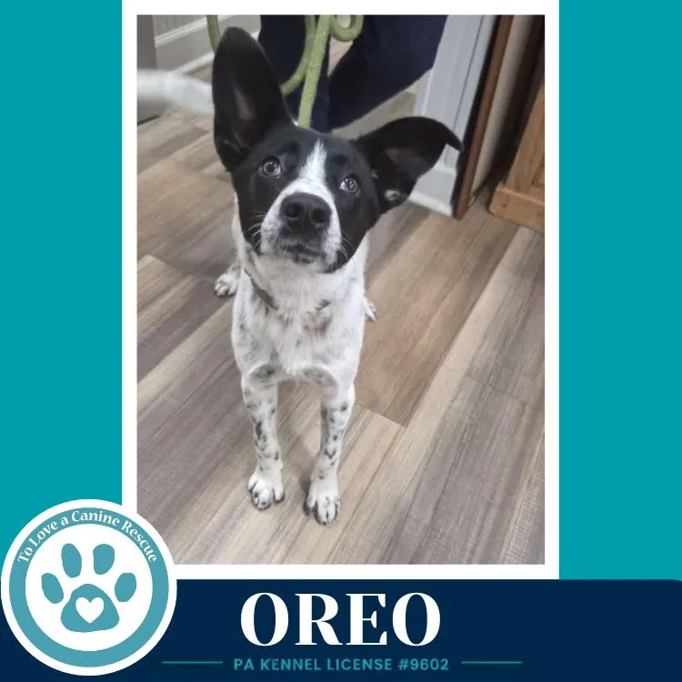 A young medium-sized male Tricolor (Brown, Black, & White) Cattle Dog dog named Oreo for adoption in Kimberton, PA