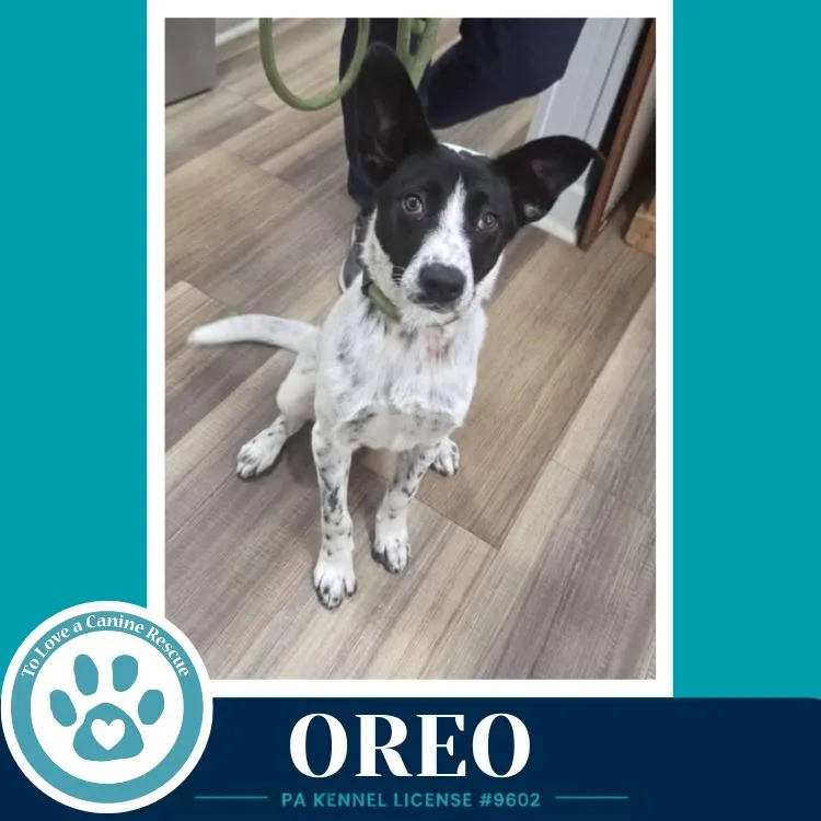Oreo thumbnail 2