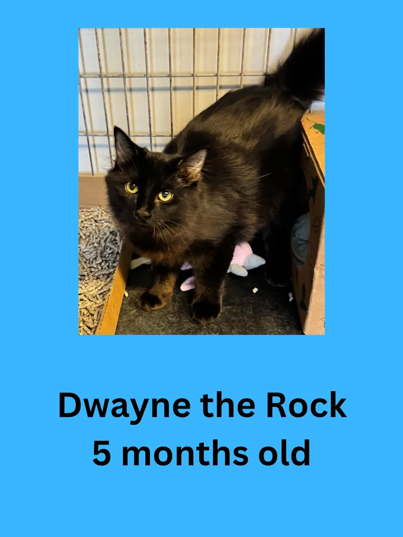 A young medium-sized male Domestic Long Hair cat named Dwayne the Rock for adoption in Ravenna, OH