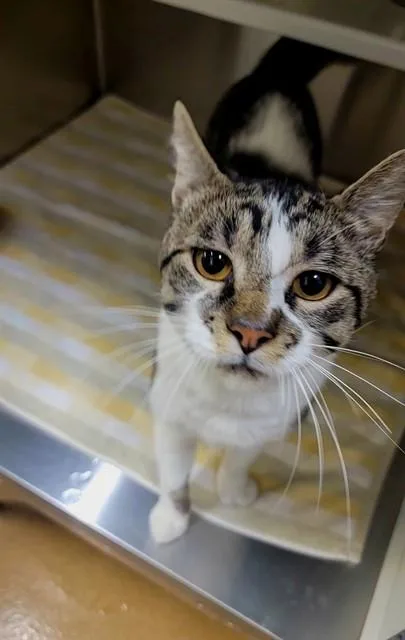 An adult medium-sized male Domestic Short Hair cat named Valerius for adoption in Saint Peters, MO