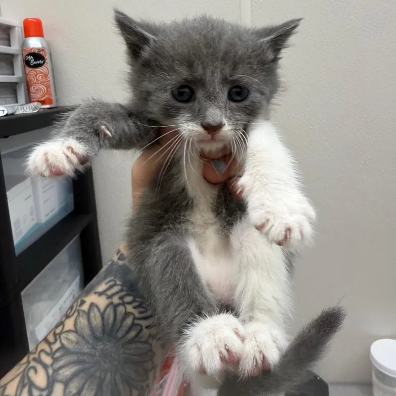 A baby small-sized female Brown / Chocolate Domestic Short Hair cat named Fern for adoption in Morganton, NC