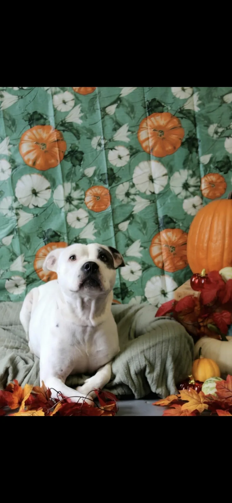 An adult medium-sized female American Bully dog named Shirley for adoption in Berea, KY