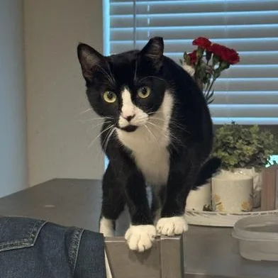 A young medium-sized female Black & White / Tuxedo Domestic Short Hair cat named Sonic for adoption in Liverpool, TX