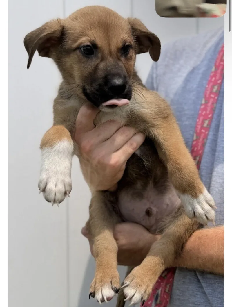 A young medium-sized male Tricolor (Brown, Black, & White) German Shepherd Dog dog named Radar for adoption in Delhi, NY
