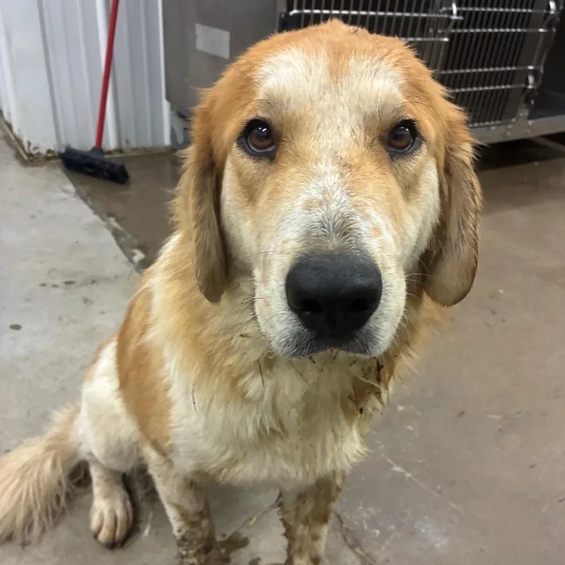 An adult large-sized female White / Cream Great Pyrenees dog named Honey howls for adoption in Corbin, KY