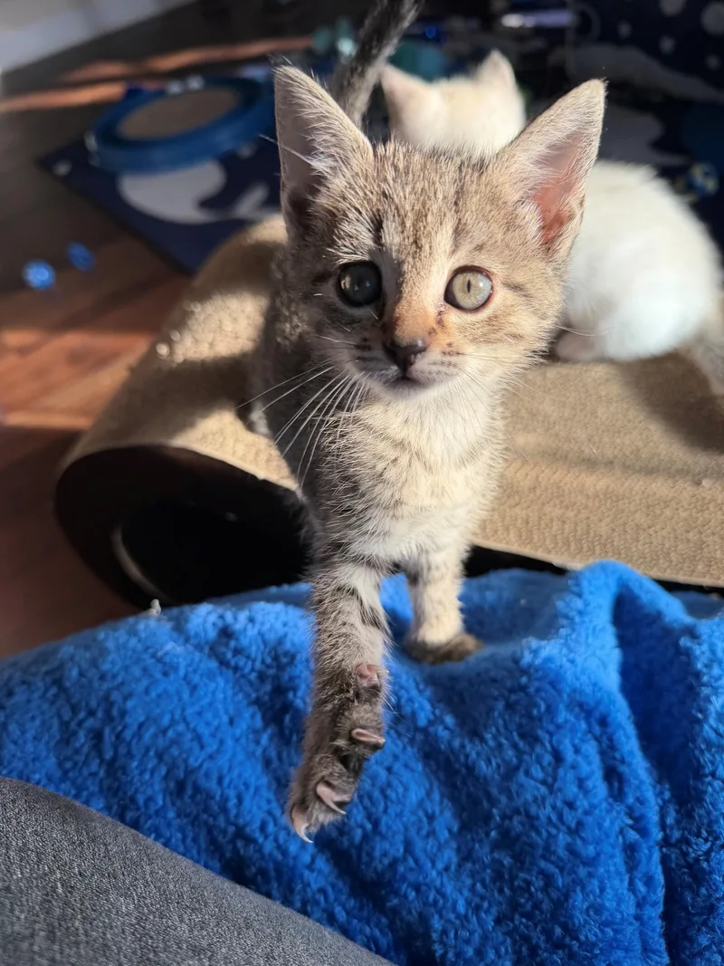 Finley thumbnail 4