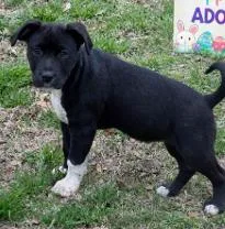 A baby medium-sized female Mixed Breed dog named Catalina for adoption in West Chester, PA