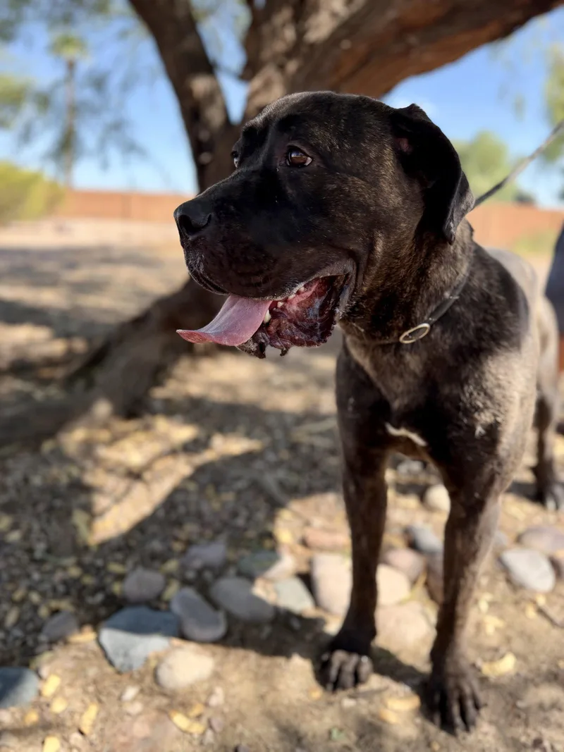 A young medium-sized female Mastiff dog named Darla for adoption in Glendale, AZ