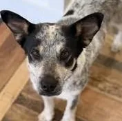 A young medium-sized female Australian Cattle Dog / Blue Heeler dog named Biscuit for adoption in Chino valley, AZ