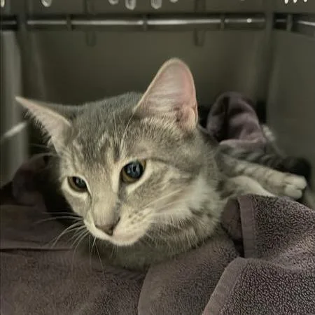 A young small-sized female Gray / Blue / Silver Domestic Short Hair cat named Mascara for adoption in Tacoma, WA