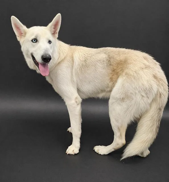 An adult large-sized male German Shepherd Dog dog named Sam for adoption in Winter Haven, FL