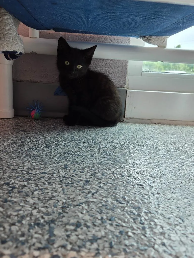 A baby small-sized male Domestic Short Hair cat named Razz for adoption in Athens, TN