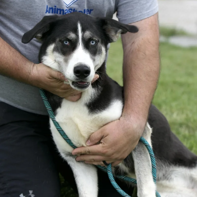 An adult large-sized female Black Husky dog named Betty for adoption in Mount Sterling, KY