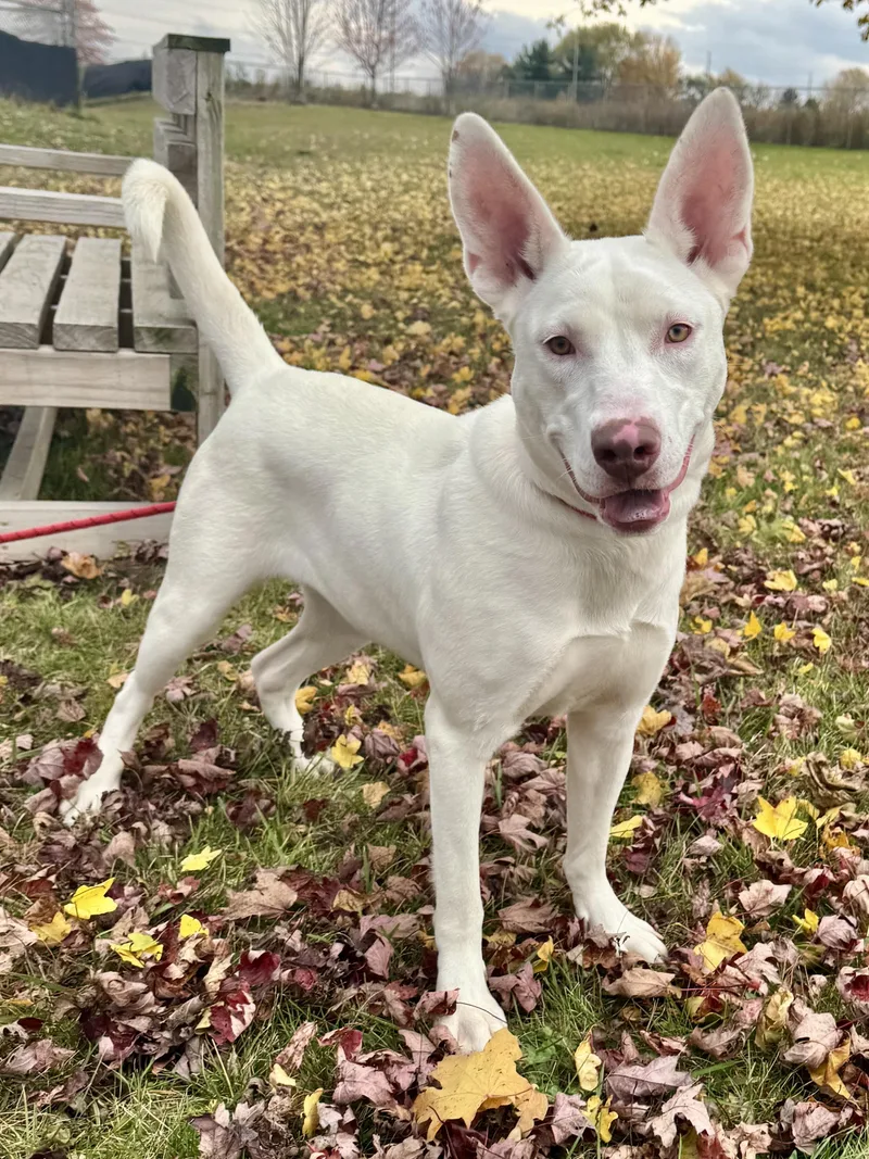 An adult medium-sized female White / Cream Mixed Breed dog named Lucille for adoption in St. Joseph, MI