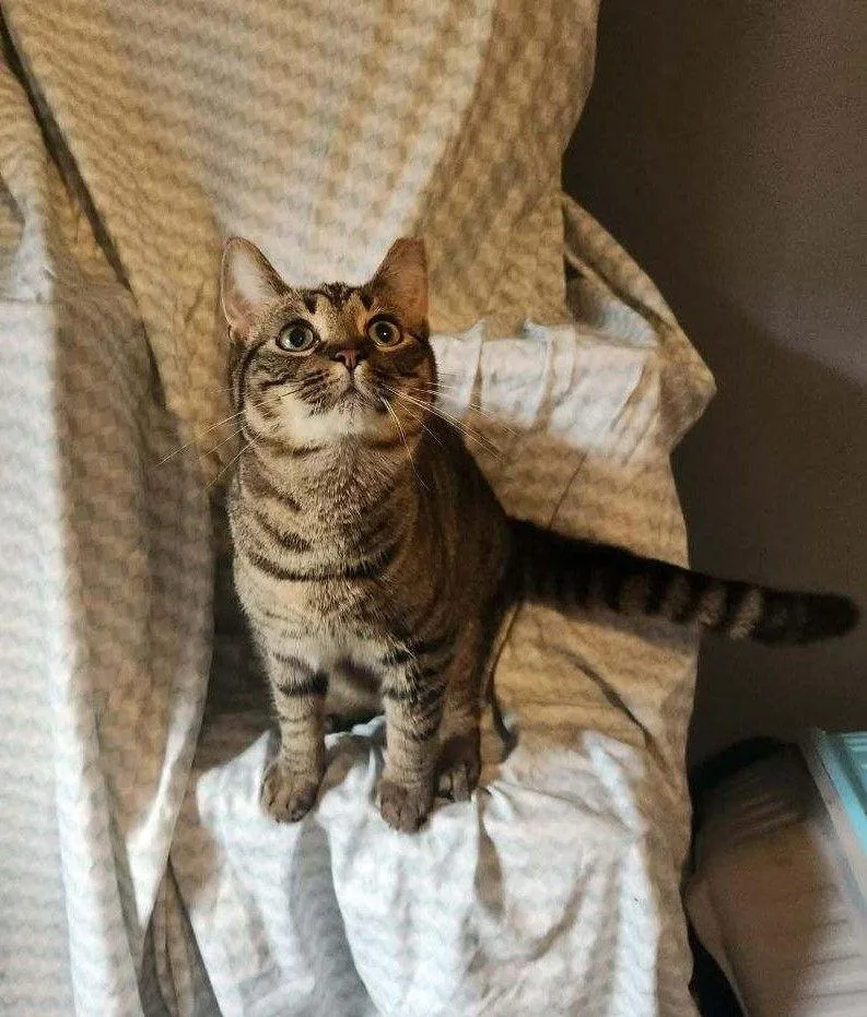 A baby medium-sized male Domestic Short Hair cat named Aspen for adoption in Nashville, TN