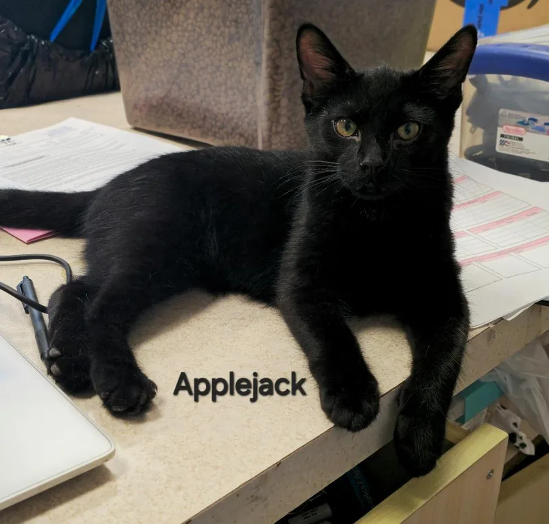 A baby medium-sized male Domestic Short Hair cat named Applejack for adoption in Cedar Rapids, IA