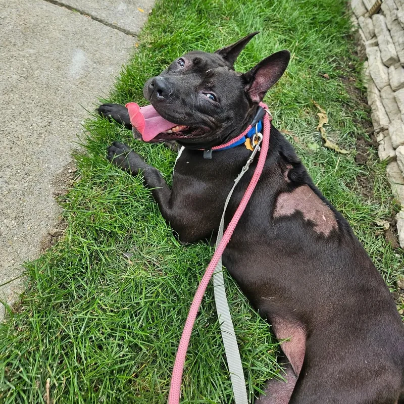 A young medium-sized female Black Mixed Breed dog named Heidi for adoption in Blue Island, IL