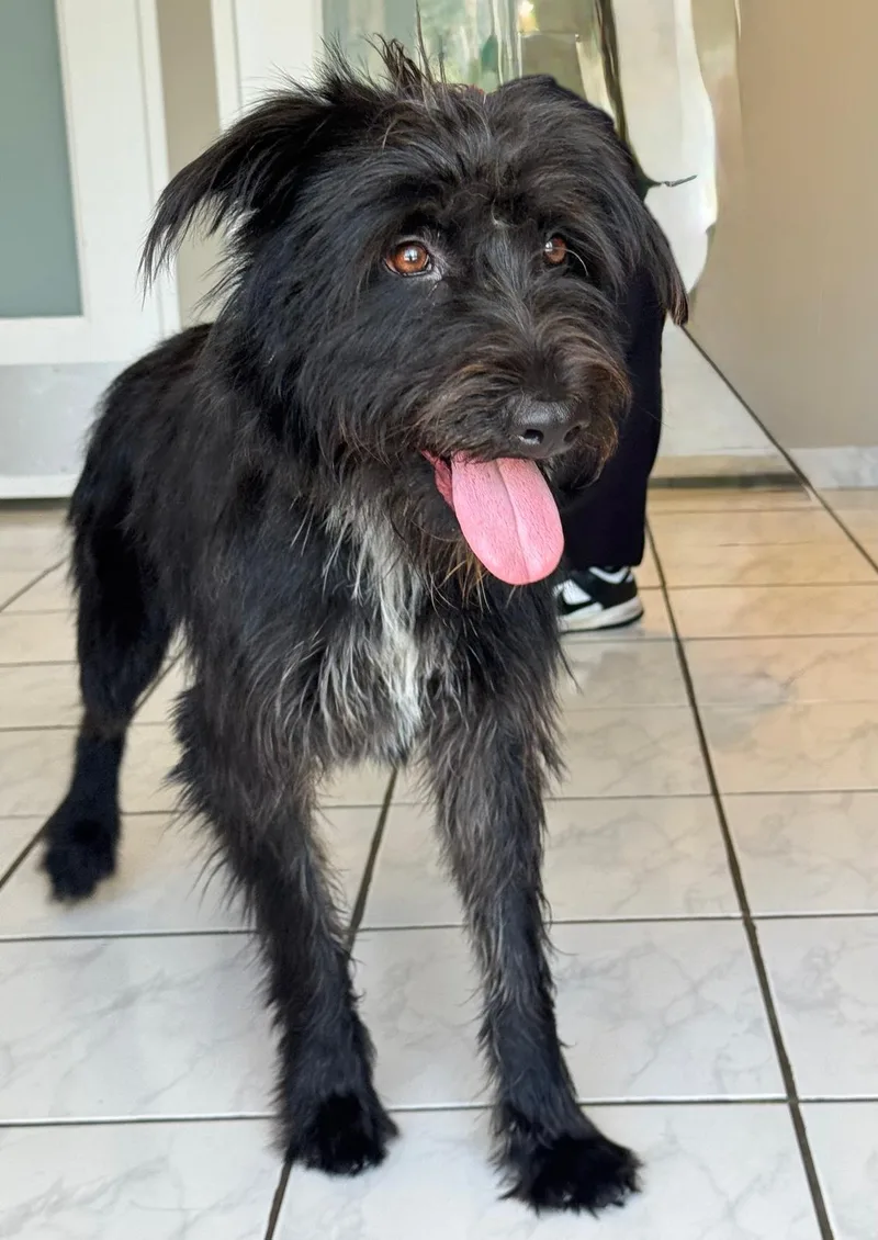 A baby medium-sized female Black Standard Schnauzer dog named Lorena for adoption in Andover, MA