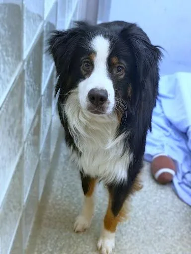 An adult medium-sized male Bernese Mountain Dog dog named Alonzo for adoption in Washington, DC