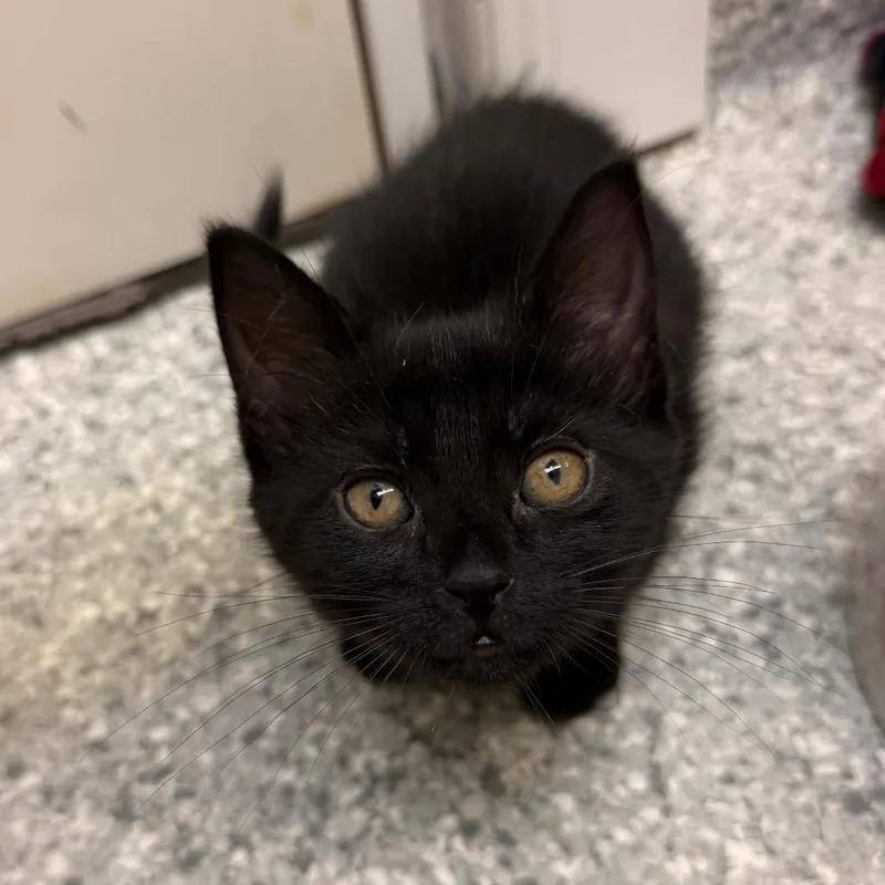 Ella