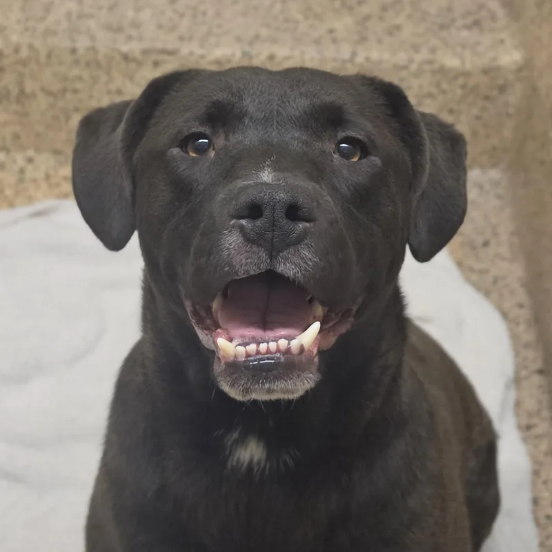An adult large-sized male Black Labrador Retriever dog named Coal for adoption in Aiken, SC