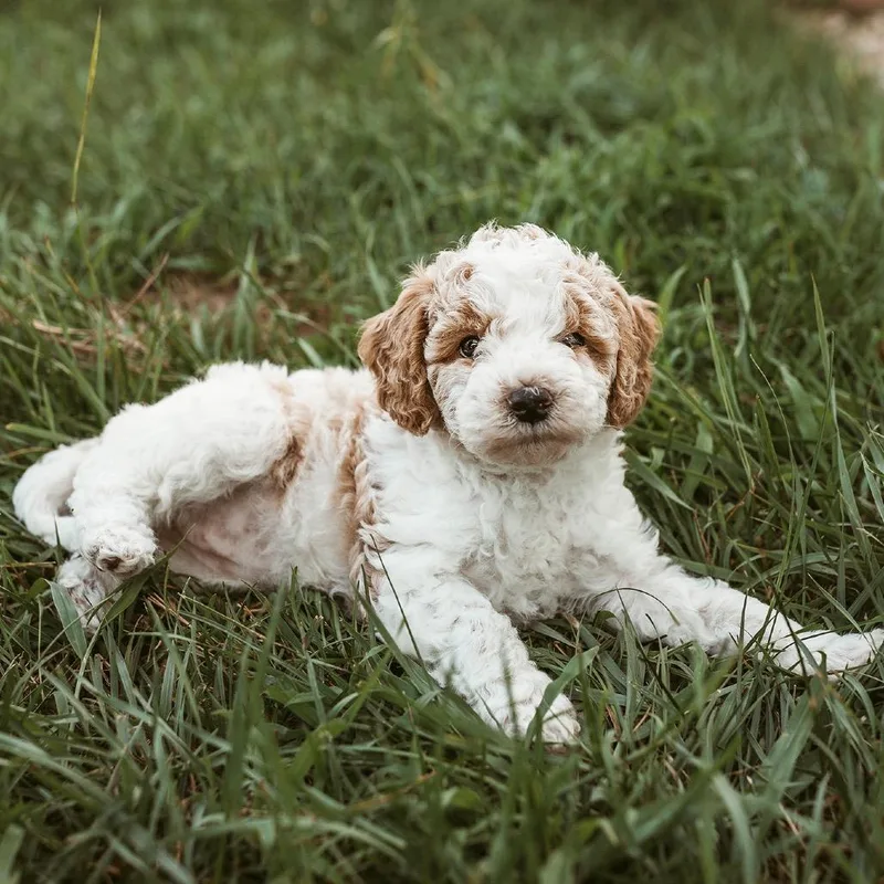A baby small-sized female Poodle dog named Lemon for adoption in Crystal, MN