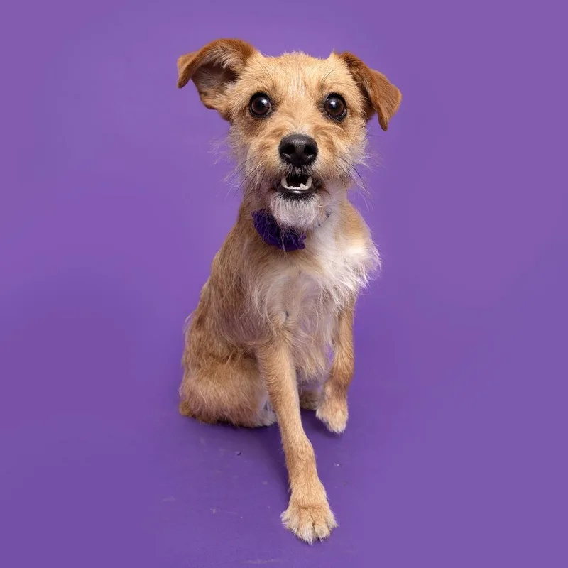 An adult small-sized female Yellow / Tan / Blond / Fawn Mixed Breed dog named Elizabeth for adoption in Franklin, TN