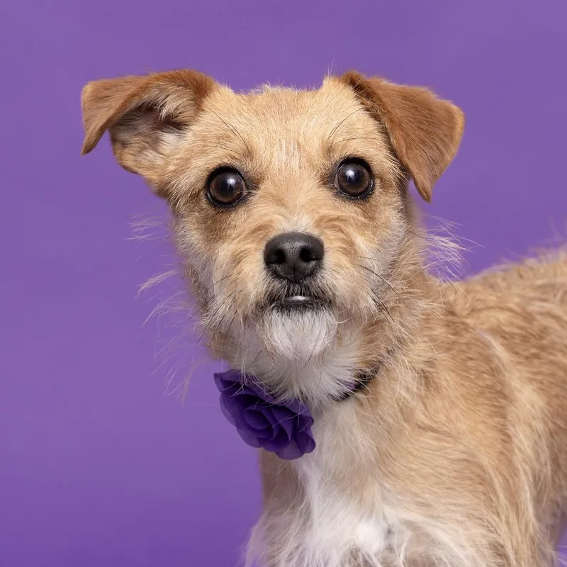 Elizabeth thumbnail 2