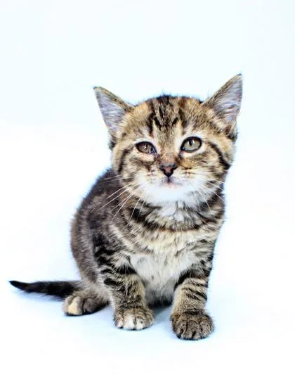 A baby small-sized female Domestic Short Hair cat named Millie for adoption in Morton Grove, IL