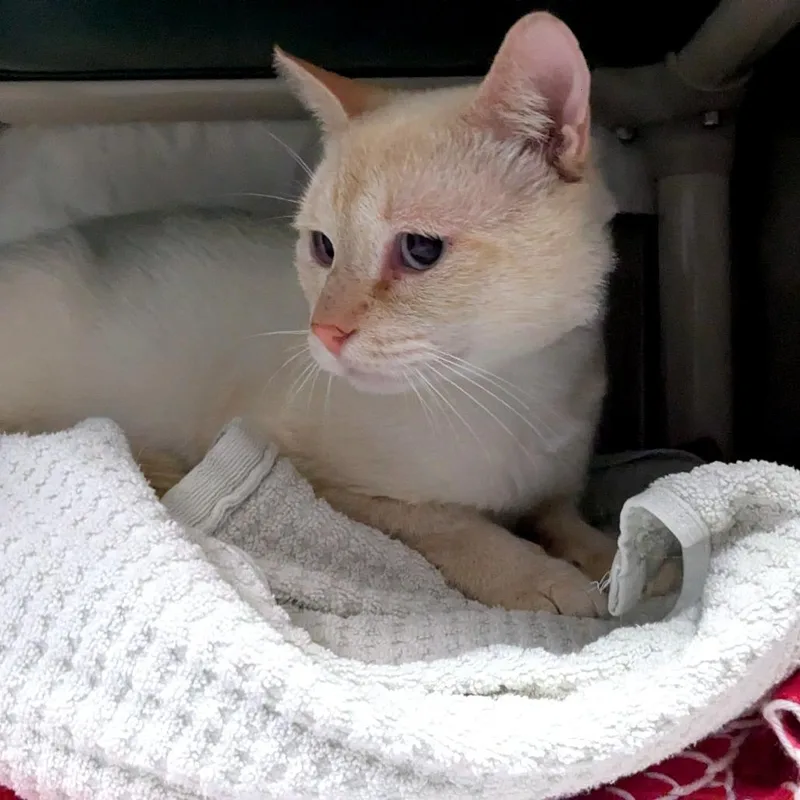 An adult large-sized male Domestic Short Hair cat named Reggie for adoption in Hendersonville, NC