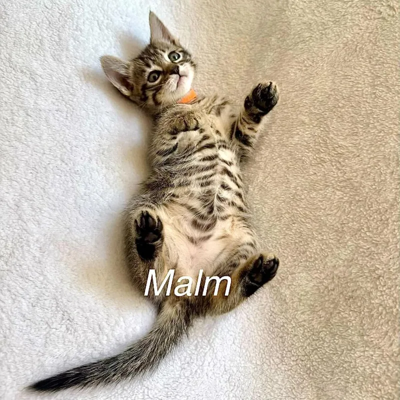 A baby small-sized male Brown / Chocolate Domestic Short Hair cat named Malm for adoption in Sunnyvale, CA