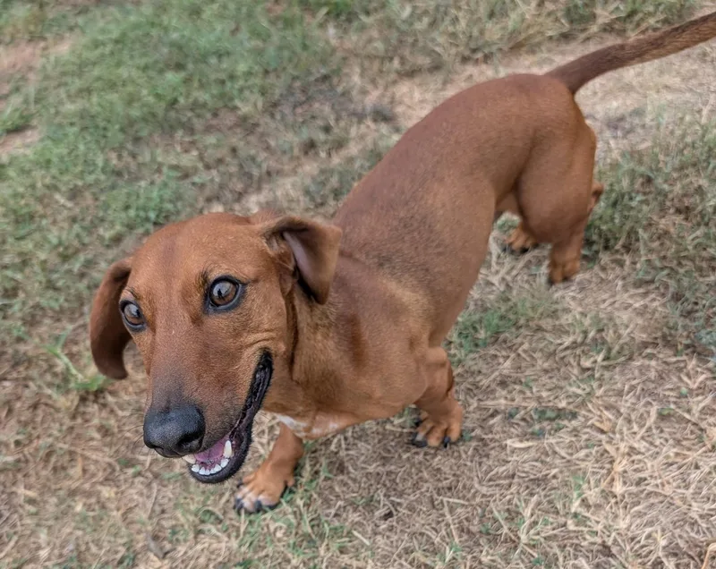 Winston in LA thumbnail 3